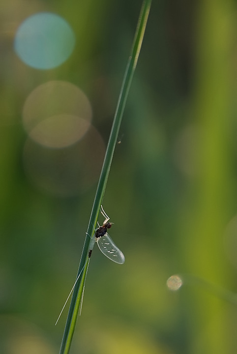 sulla tangente
