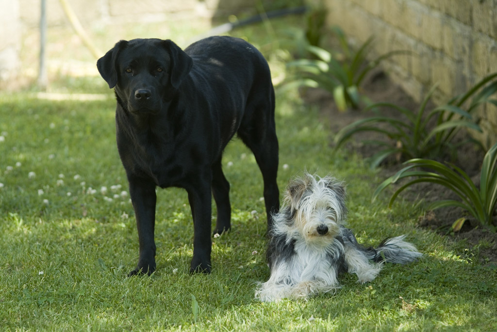 i miei cani