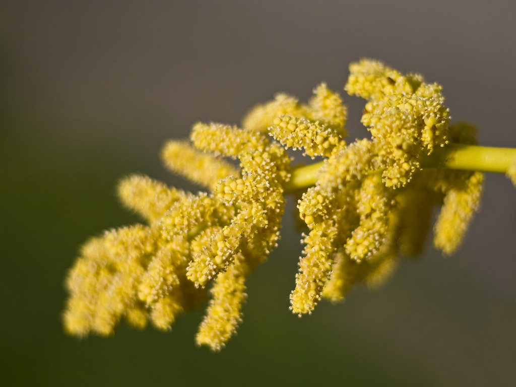 grappoli di palme