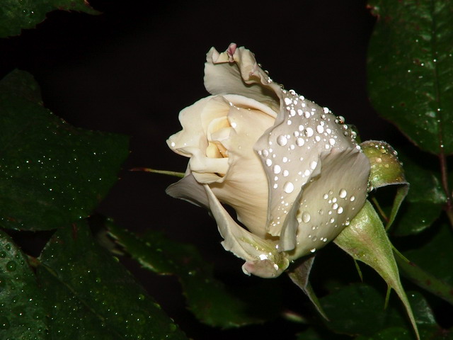 White Rosie