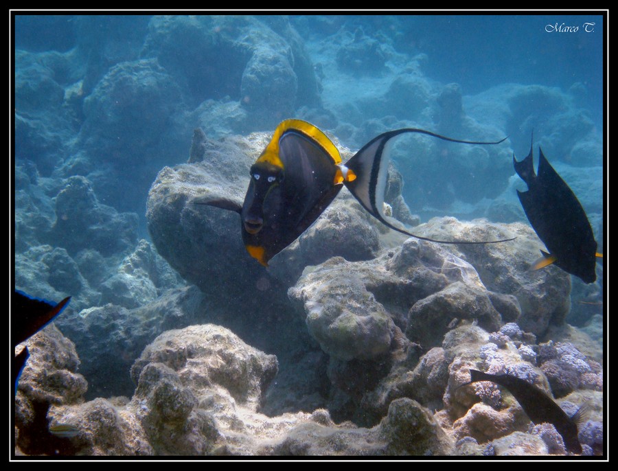 Red Sea #2