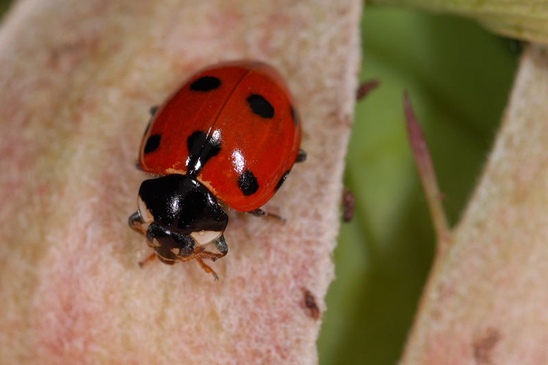 Coccinella