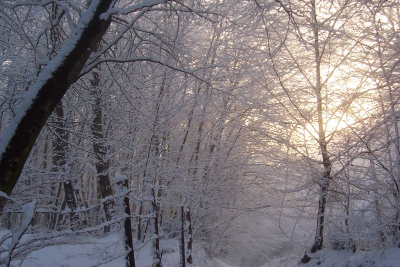 Neve