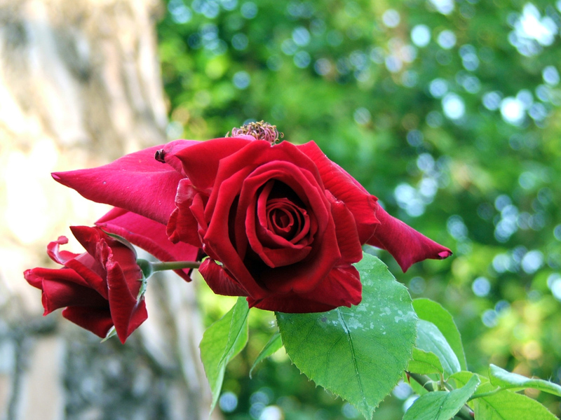 rosa,rosae
