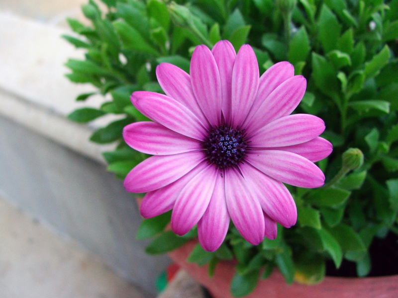 fiore macro