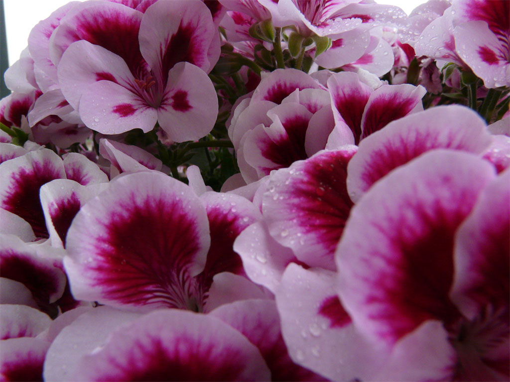 fiori 2