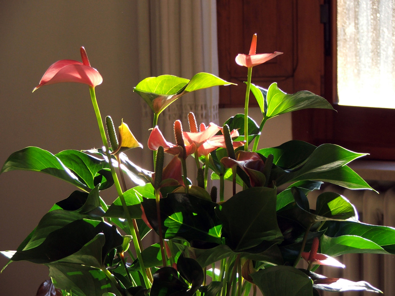 luce tra le foglie