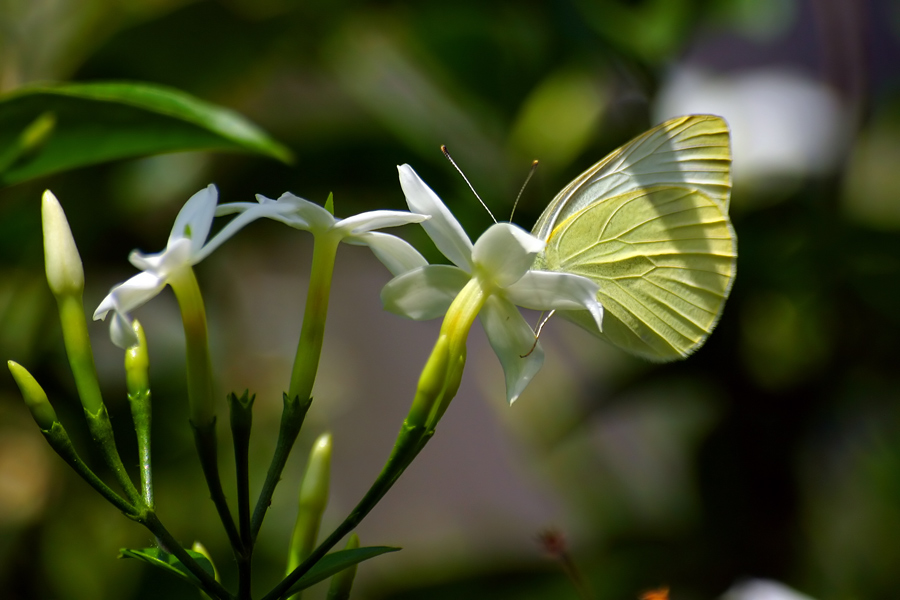 Farfalla e fiore
