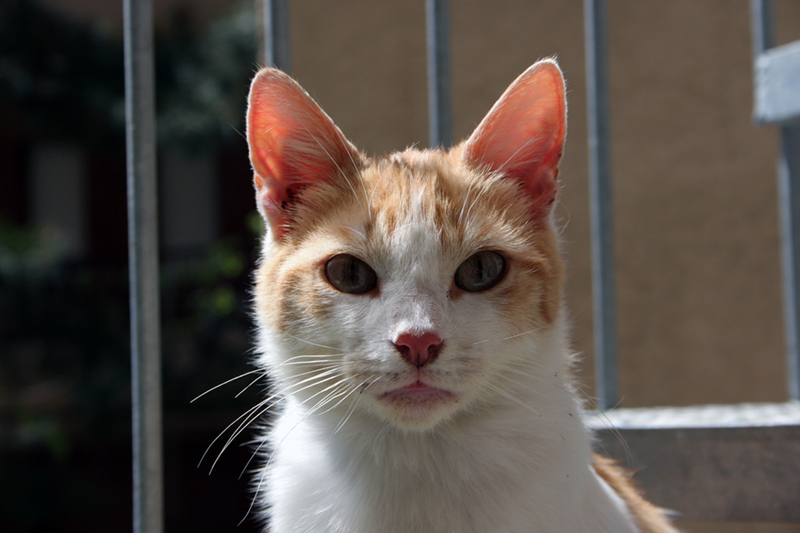 Gatto