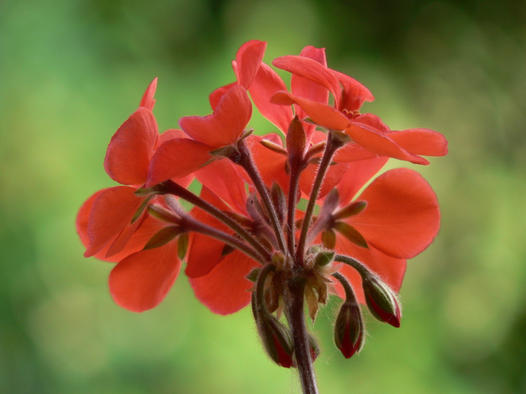 Fiore