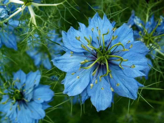 Fiore - Macro