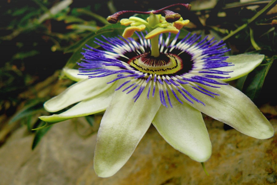 Passiflora 3