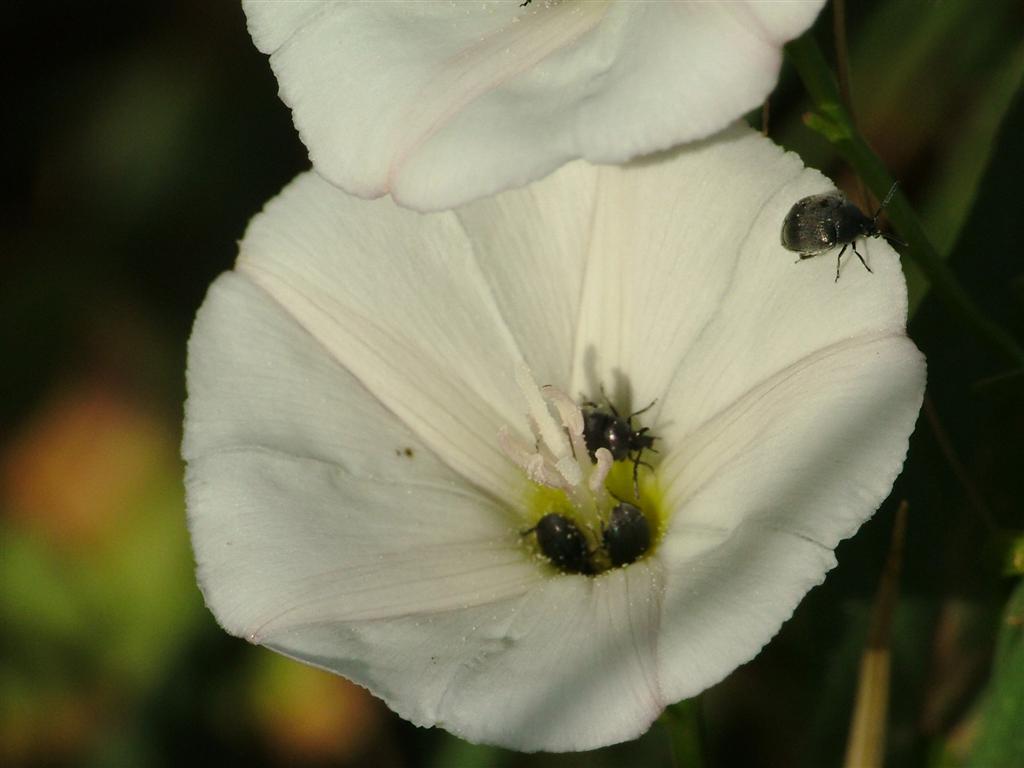 macro2