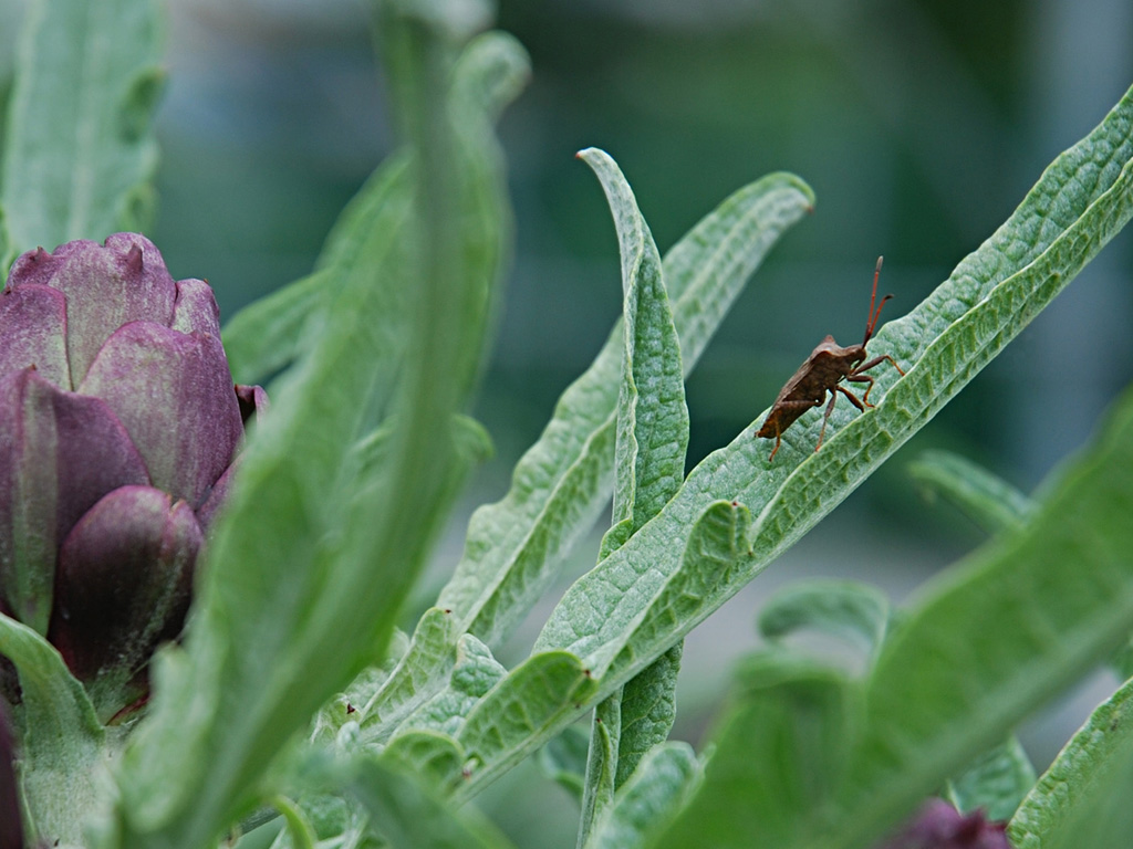 la cimice e il carciofo 2