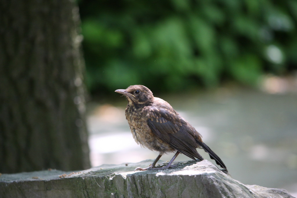 Passero