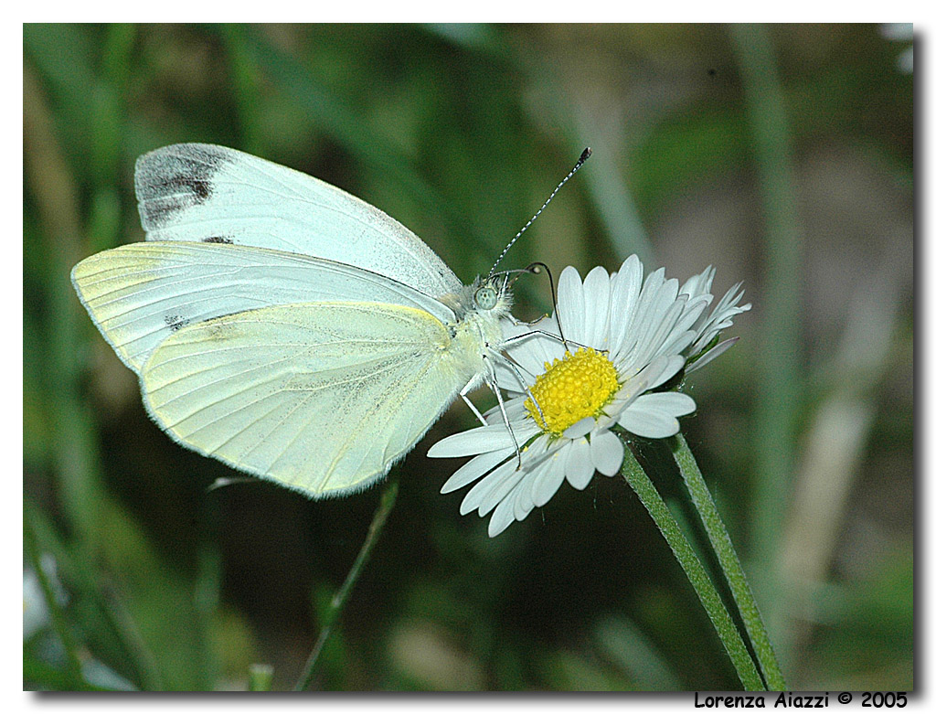 Farfalla bianca