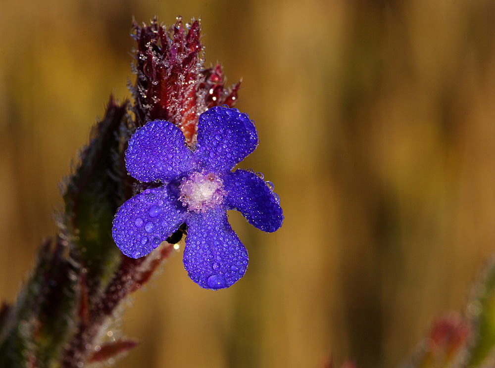 fiore di boraggine