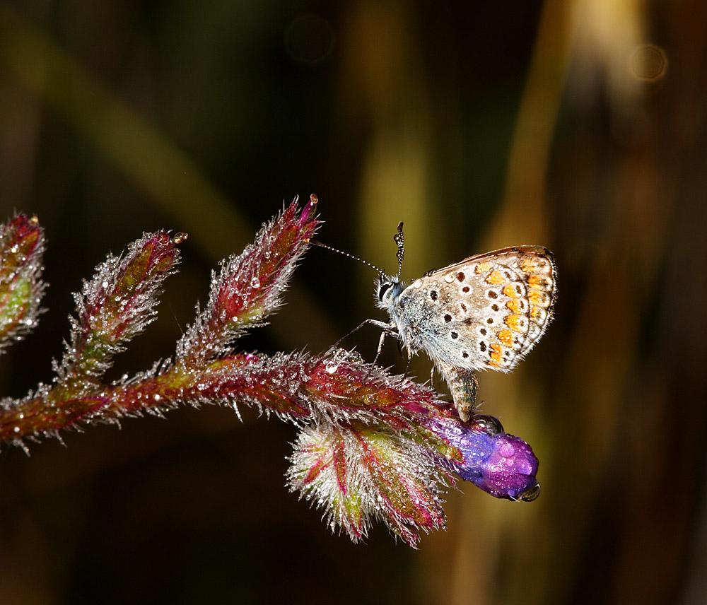 Lycaeides idas e rugiada