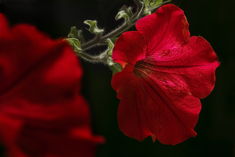 profondo rosso
