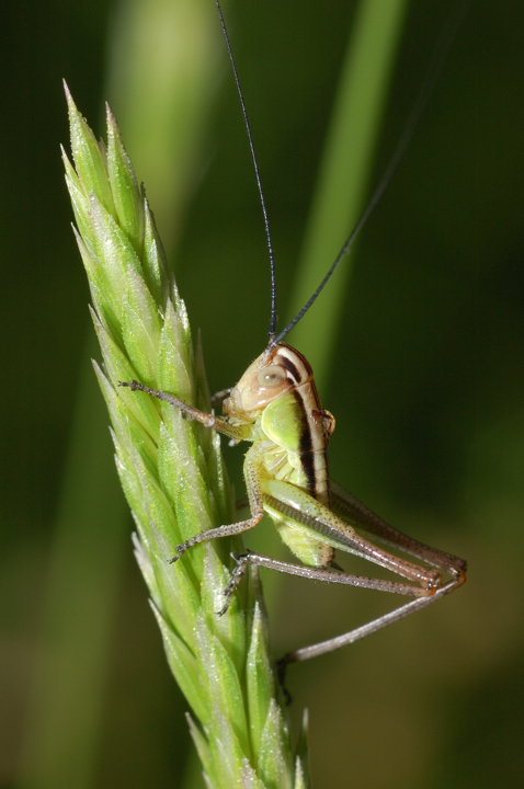 Grillo