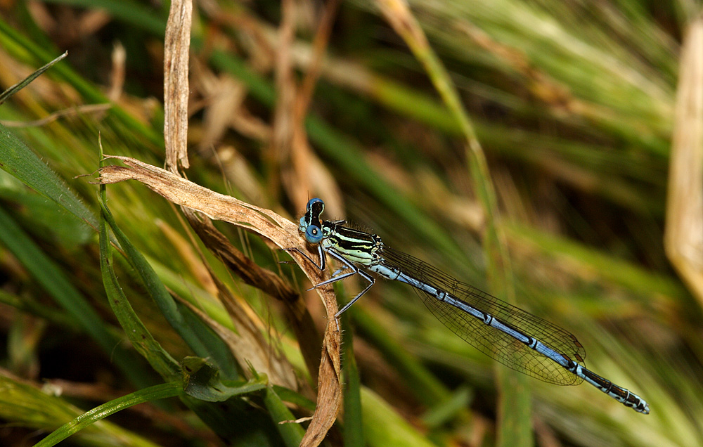 enallagma cyatigerum