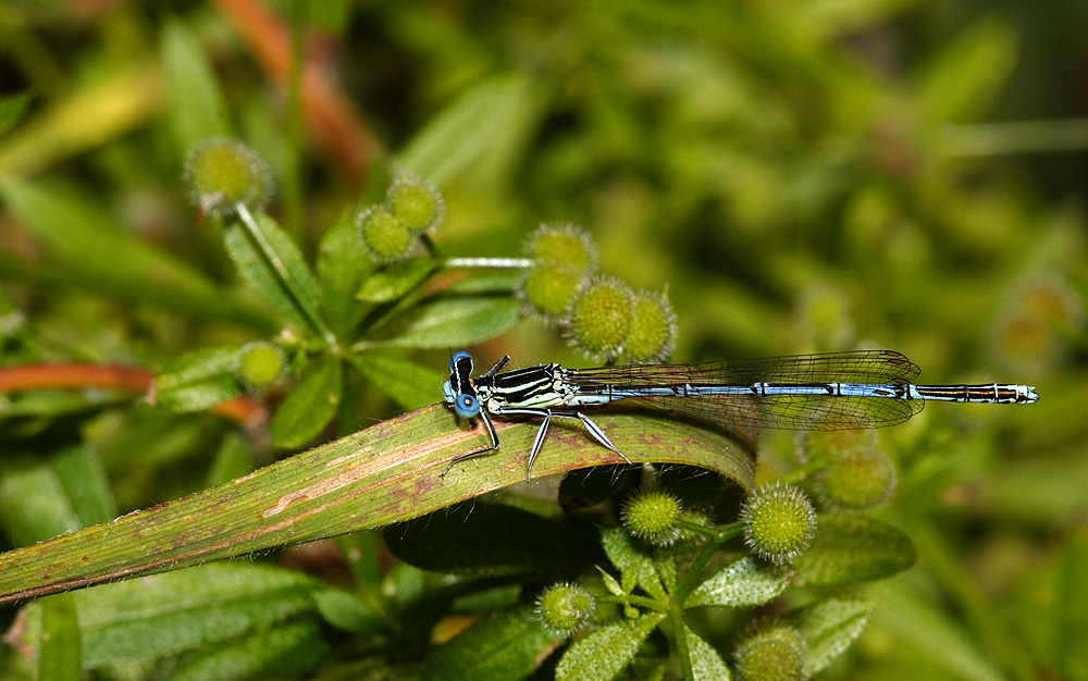 Enallagma cyatigerum 1