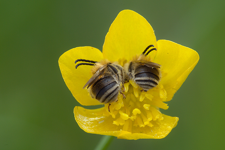 Eucera longicornis