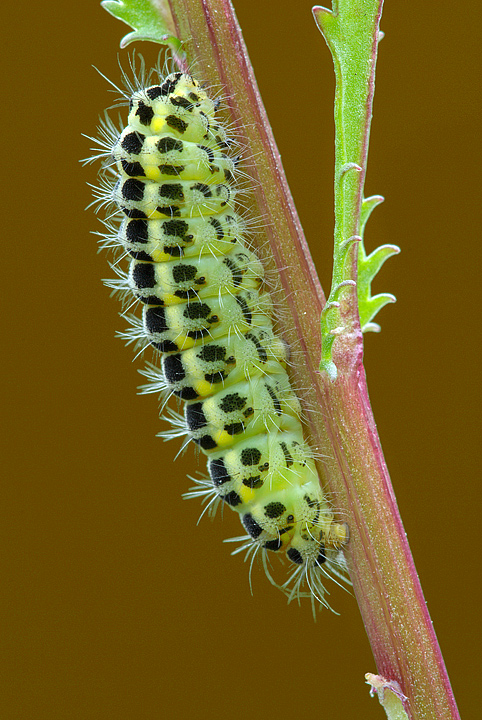 Bruco di Zygaena filipendulae
