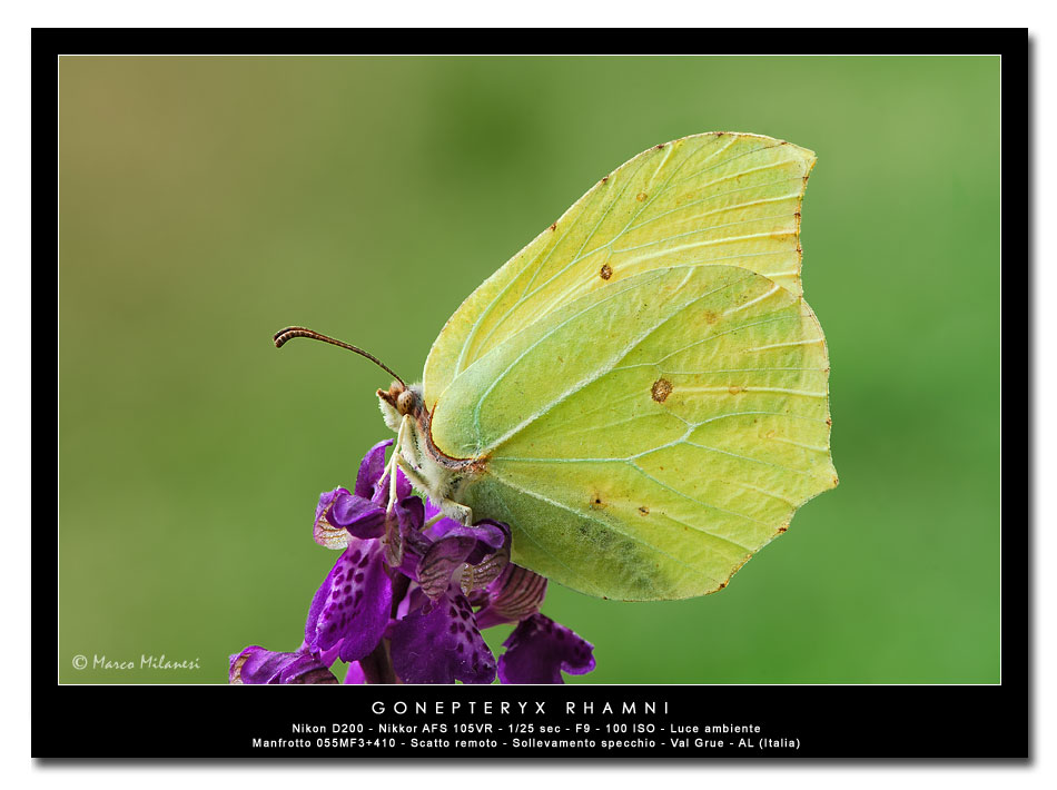 Gonepteryx rhamn