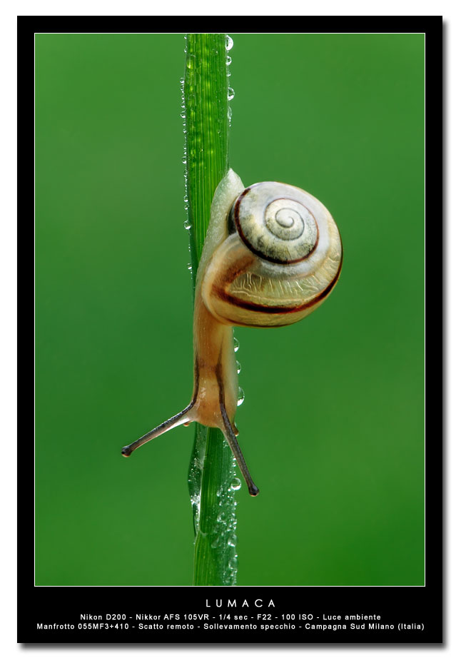 Lumaca