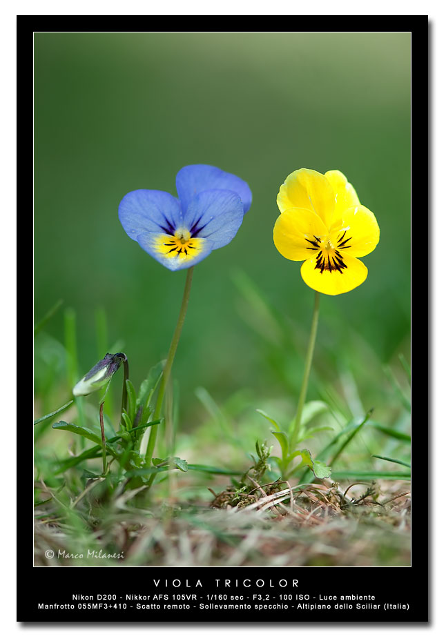 Viola-tricolor