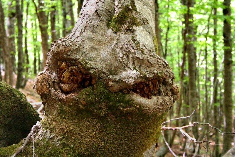 Ent