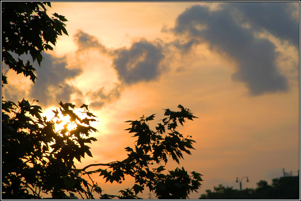 tramonto di foglie