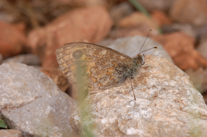 Farfalla