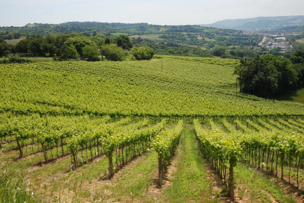 Vigna