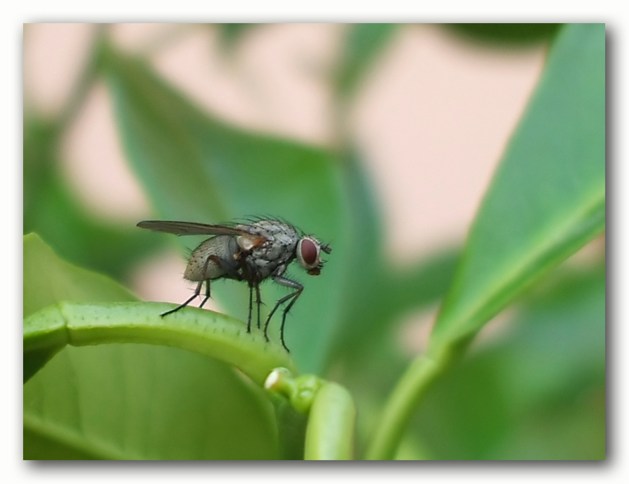 Mosca