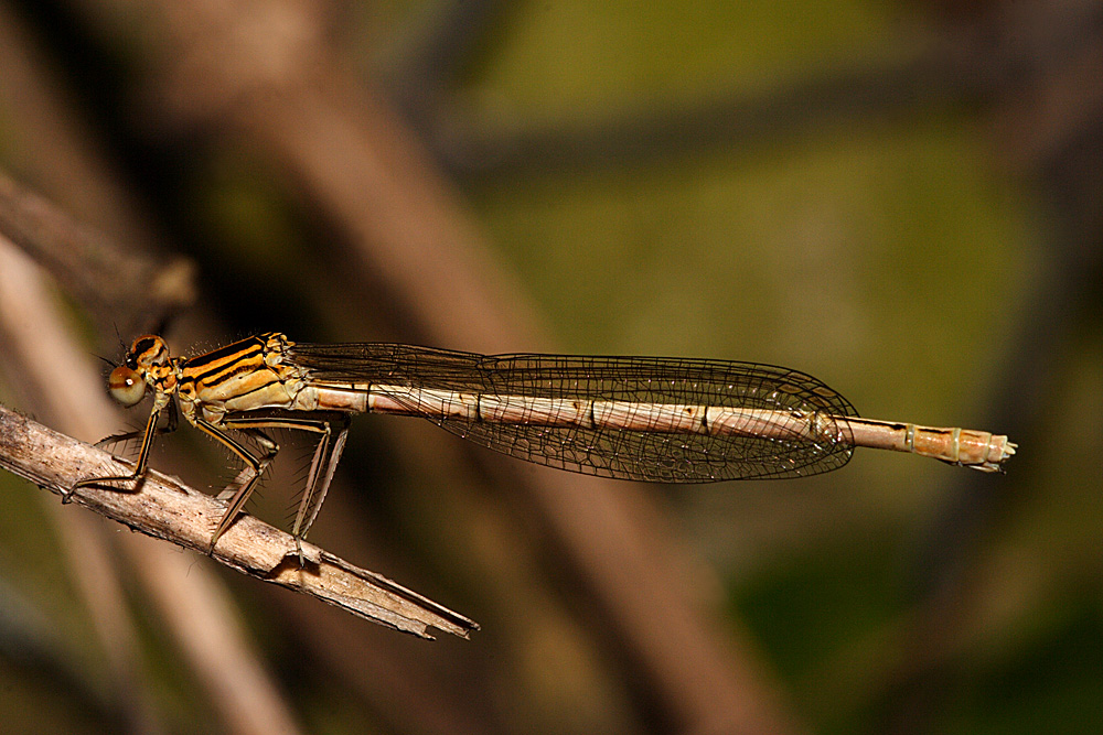 Damigella sposa