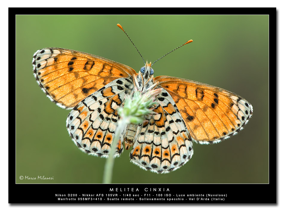 Melitea cinxia