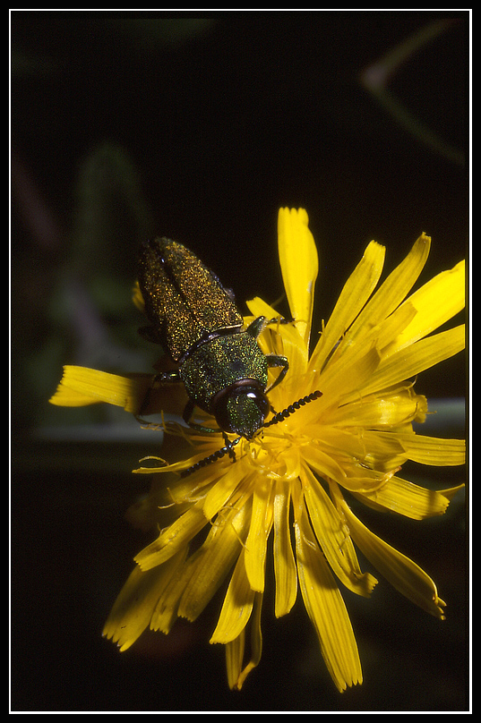 macro_52