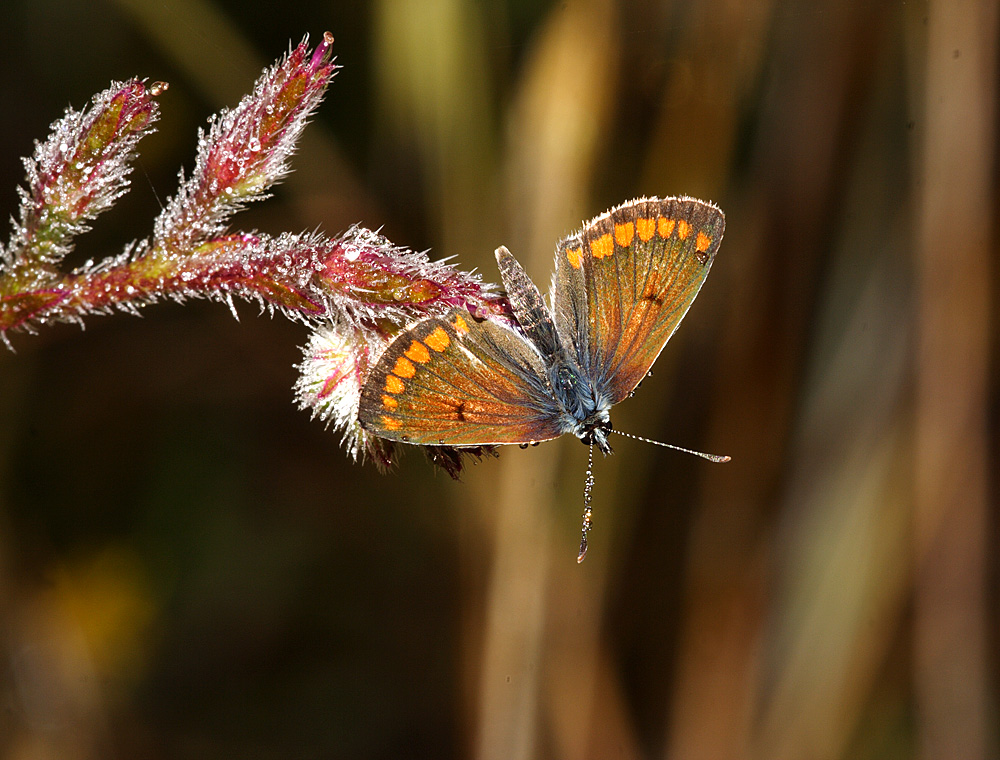 Aricia cramera