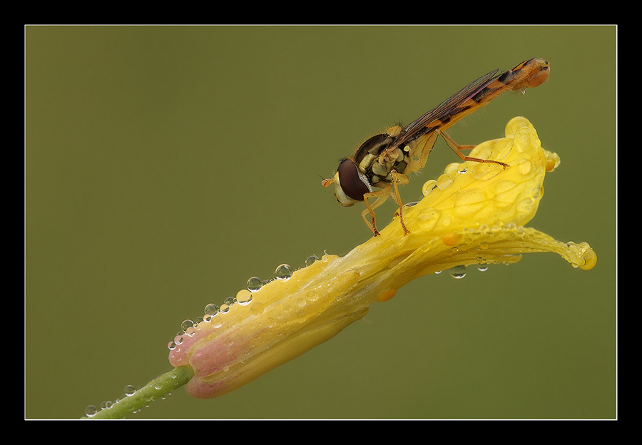 Dittero su fiore