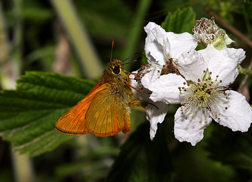 Esperia venata su fiore bianco
