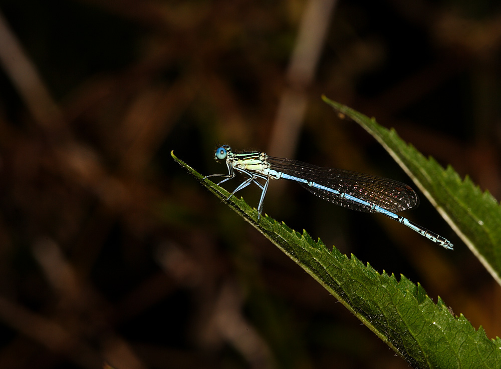 Enallagma cyatigerum su foglia