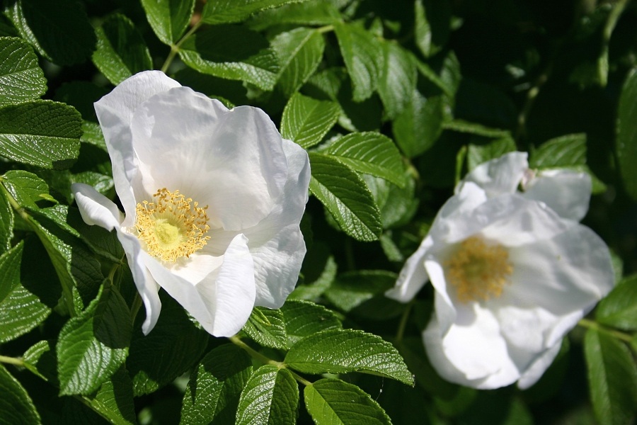 Fiori Bianchi