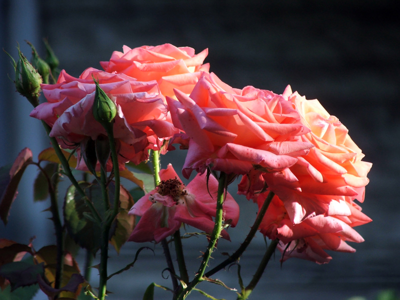 rose al tramonto