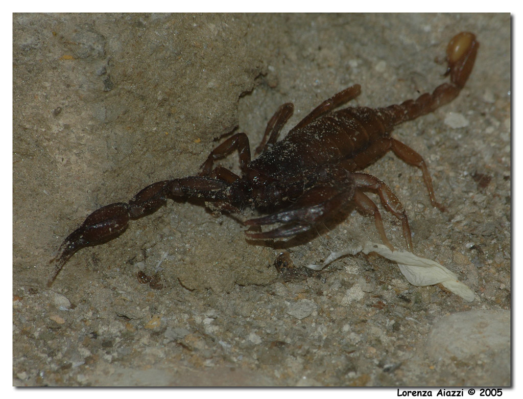 Scorpione