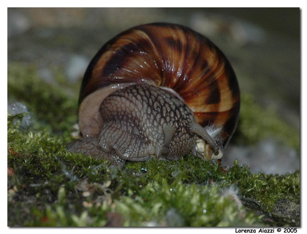 Lumaca