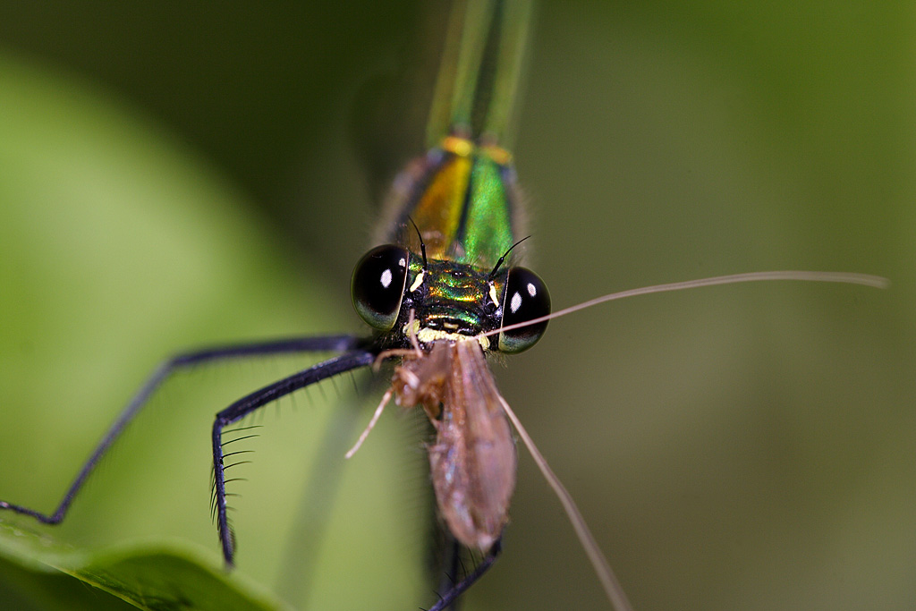 Libellula:il pasto