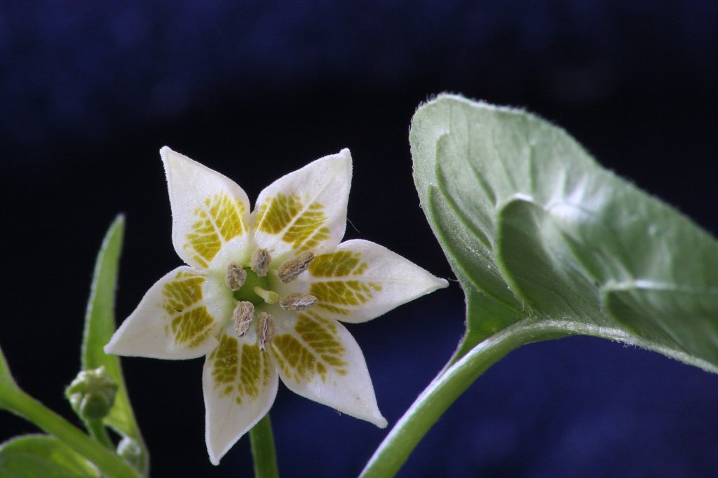 Capsicum Baccatum