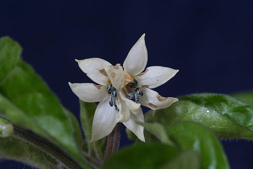 Capsicum Chinense